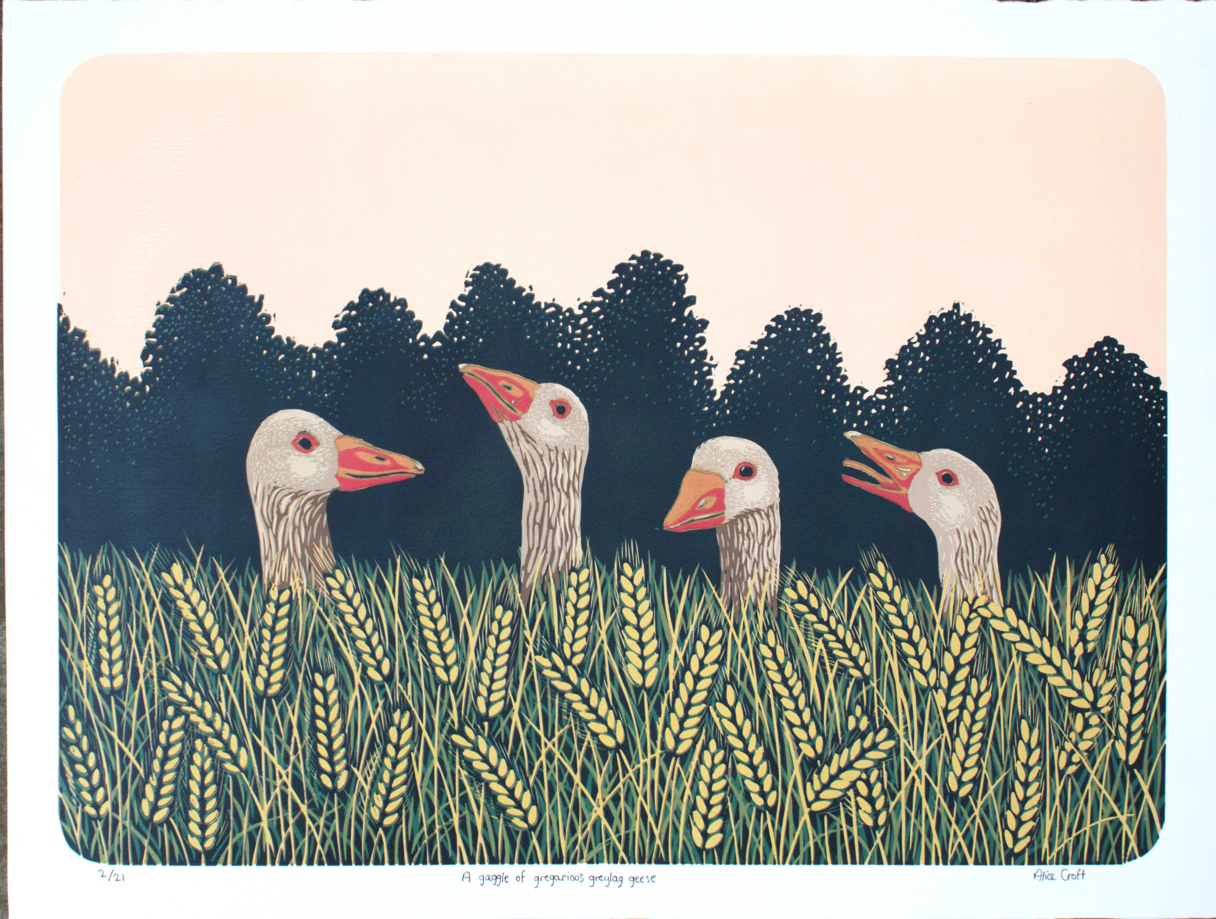 A gaggle of gregarious greylag geese